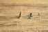 Flying Eagles Sterling Stud Earrings